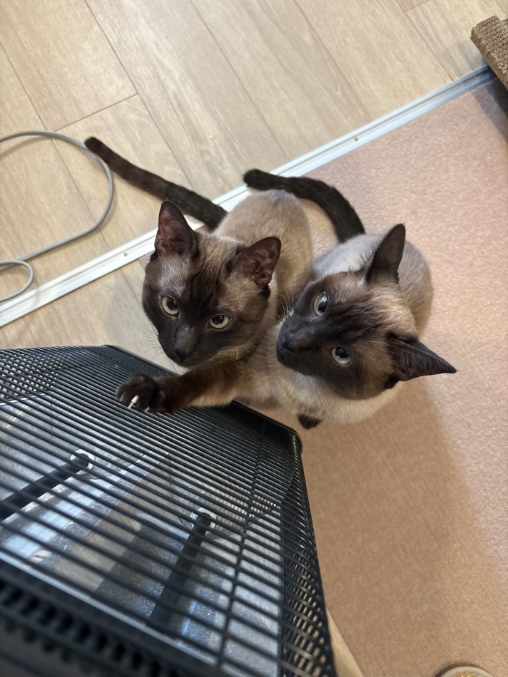 コンセプトカフェ　夢見る廃教会〜明日死ぬかもしれないぢゃん〜日記1511232