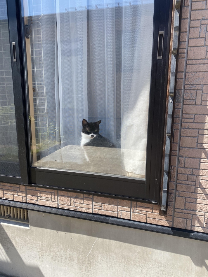 みてる、、🐈‍⬛