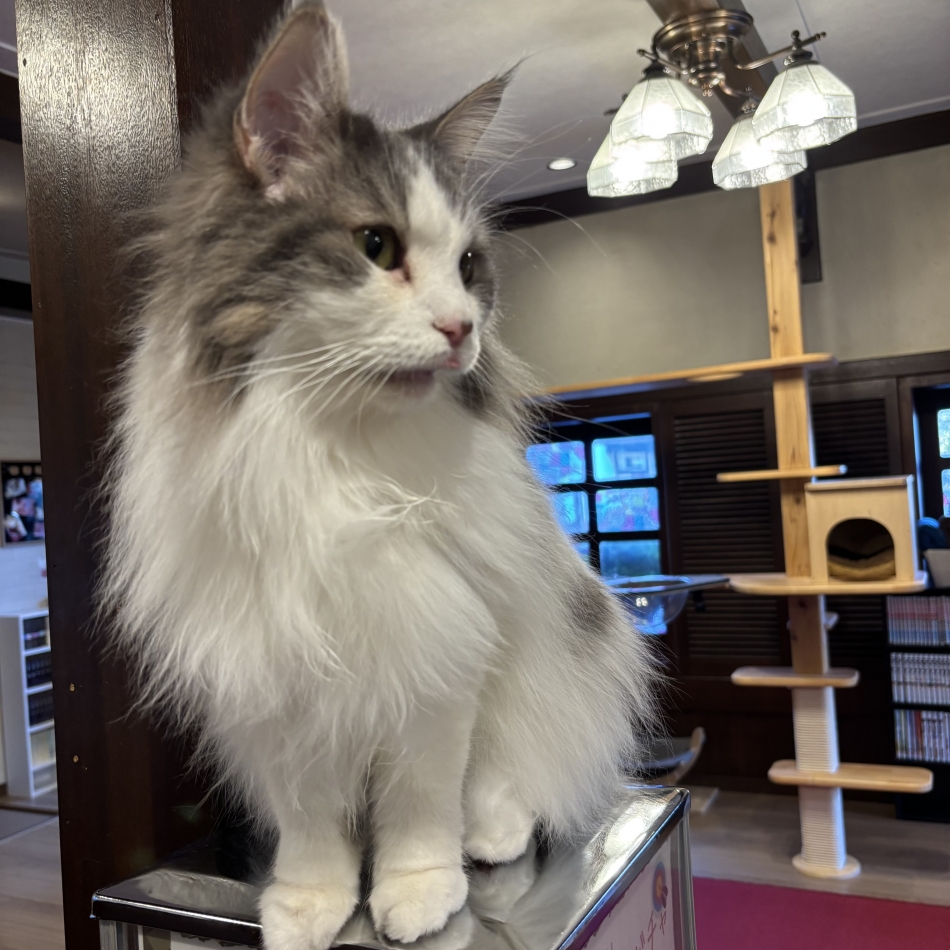 Girls Bar Philia日記1276876