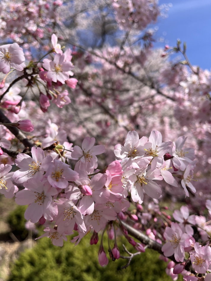 CLUB BOSS日記1639491