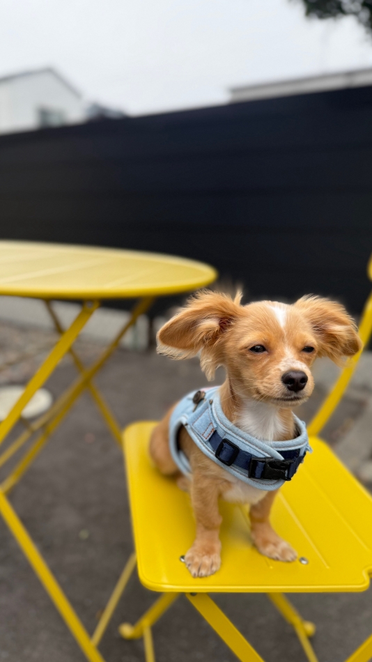 ‎𐔌՞?·?՞𐦯🐾💕