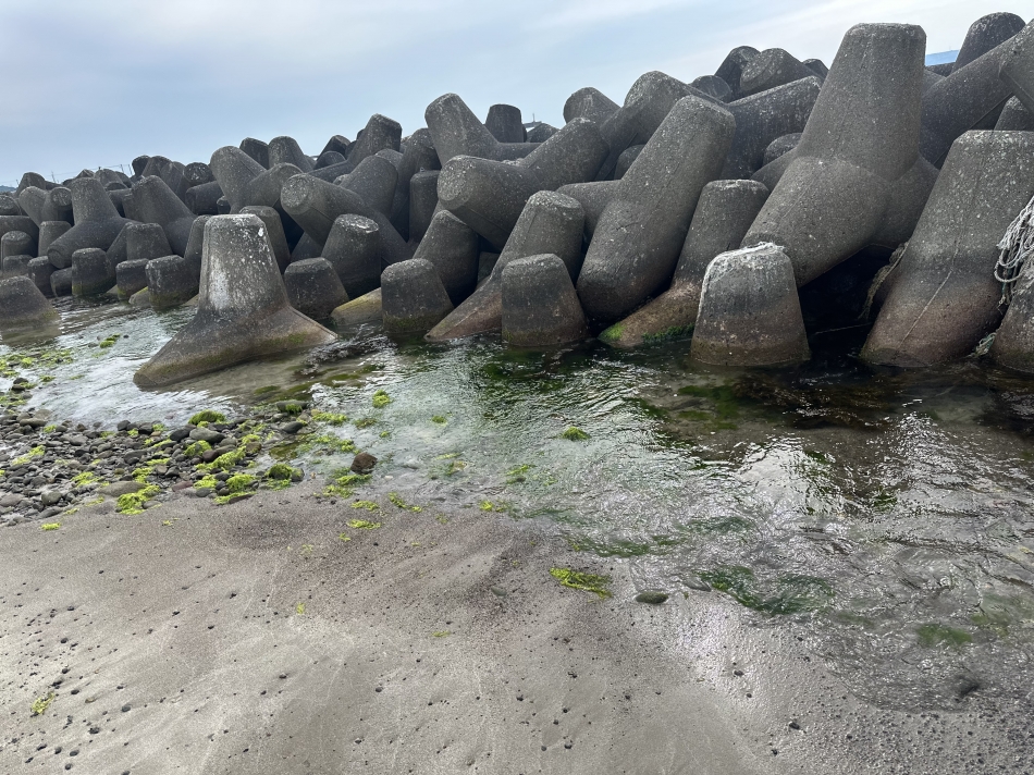 ダフネ日記1379146