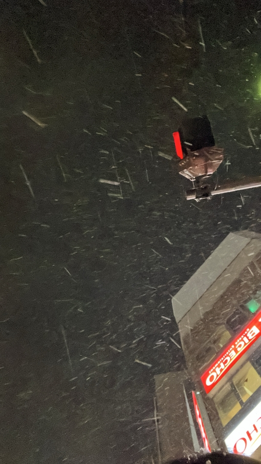 雪だ～❄️🌨️
