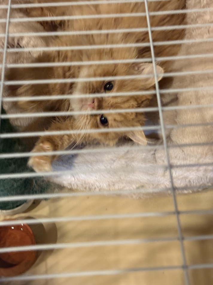 L'asile日記1632287