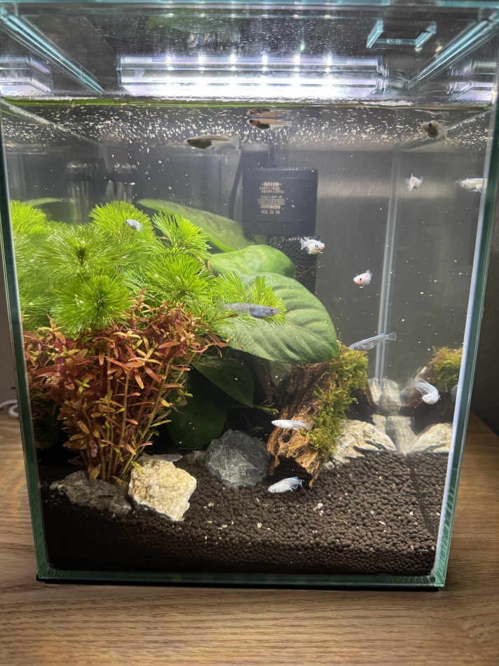 New KANAKO日記1516744