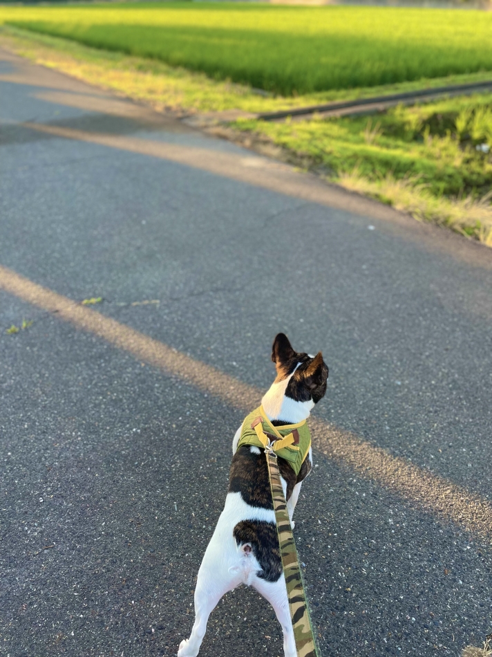 朝んぽ🐕