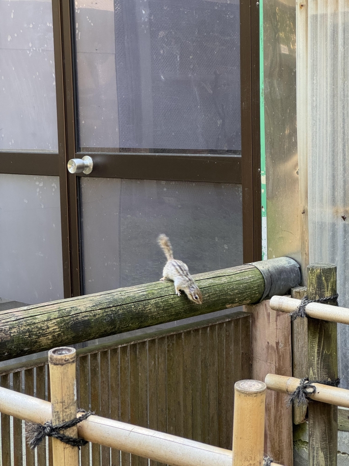 リスかわいすぎる🐿