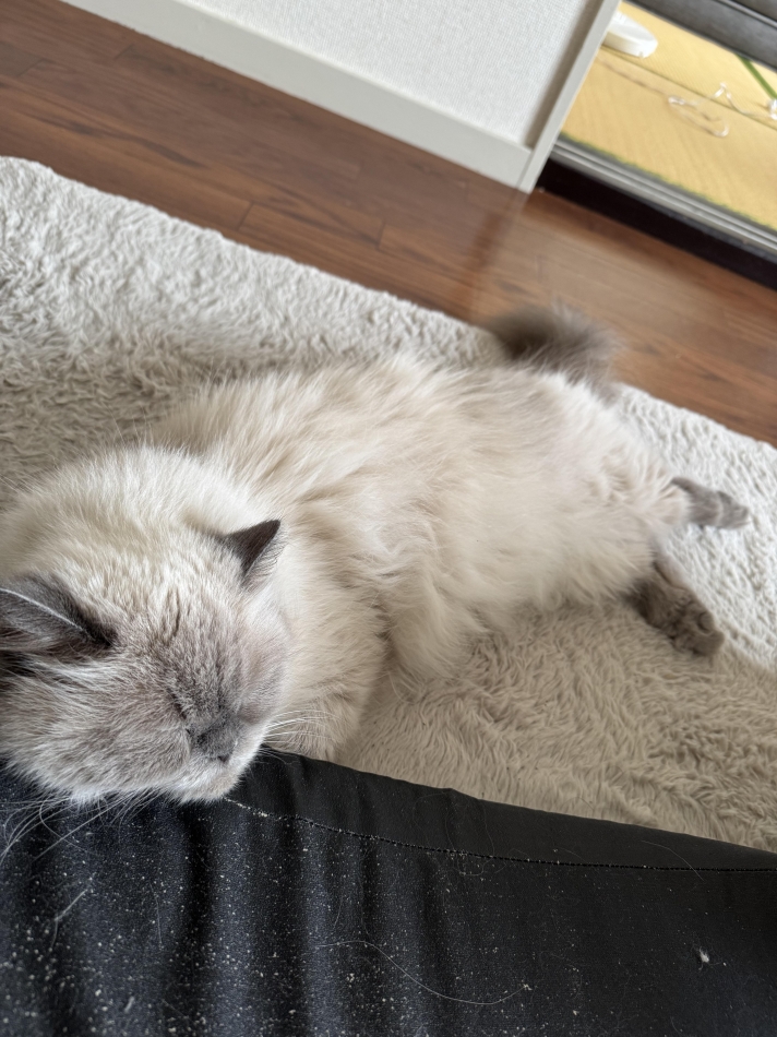 本日店休です！