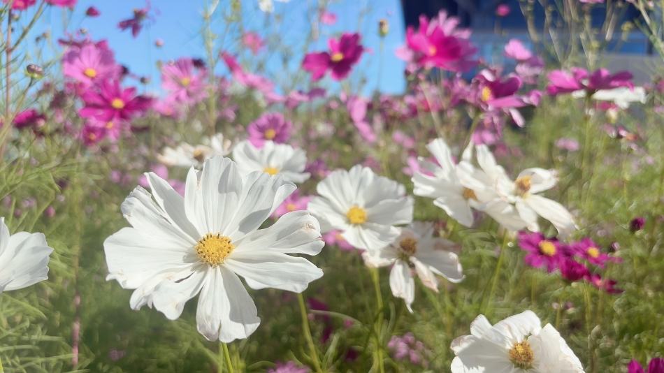 白いコスモス
