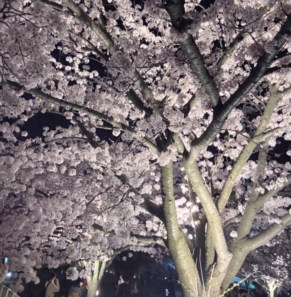 Veronica-ヴェロニカ-日記1621854