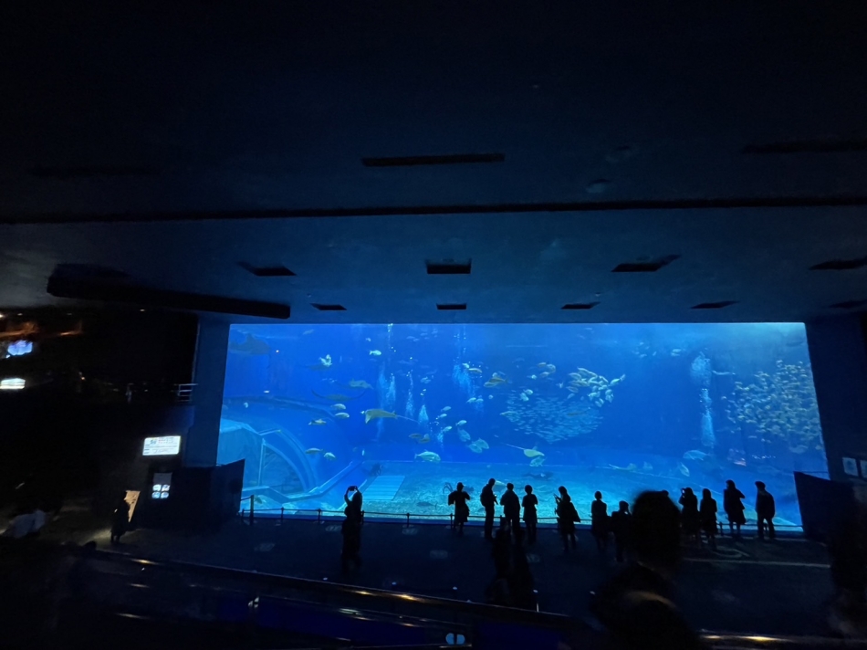 一条 葵