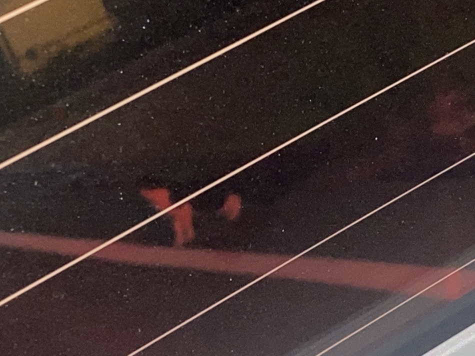 ねこ‪^ .  ̫ . ^‬