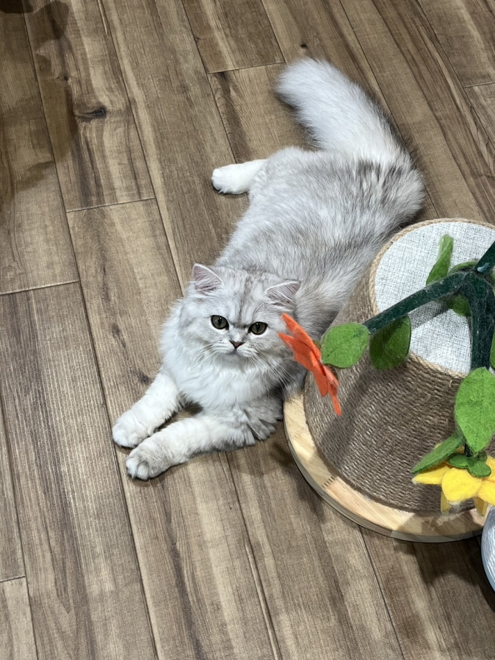 かわいすぎる、、