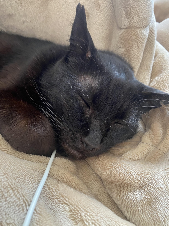 頑張る気力はゼロ