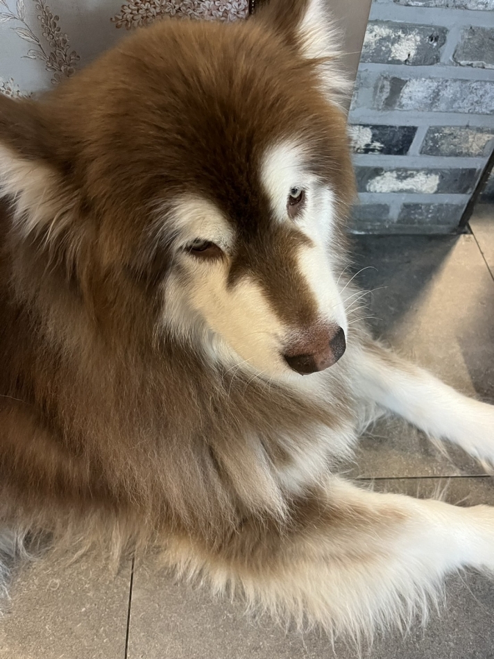 らん