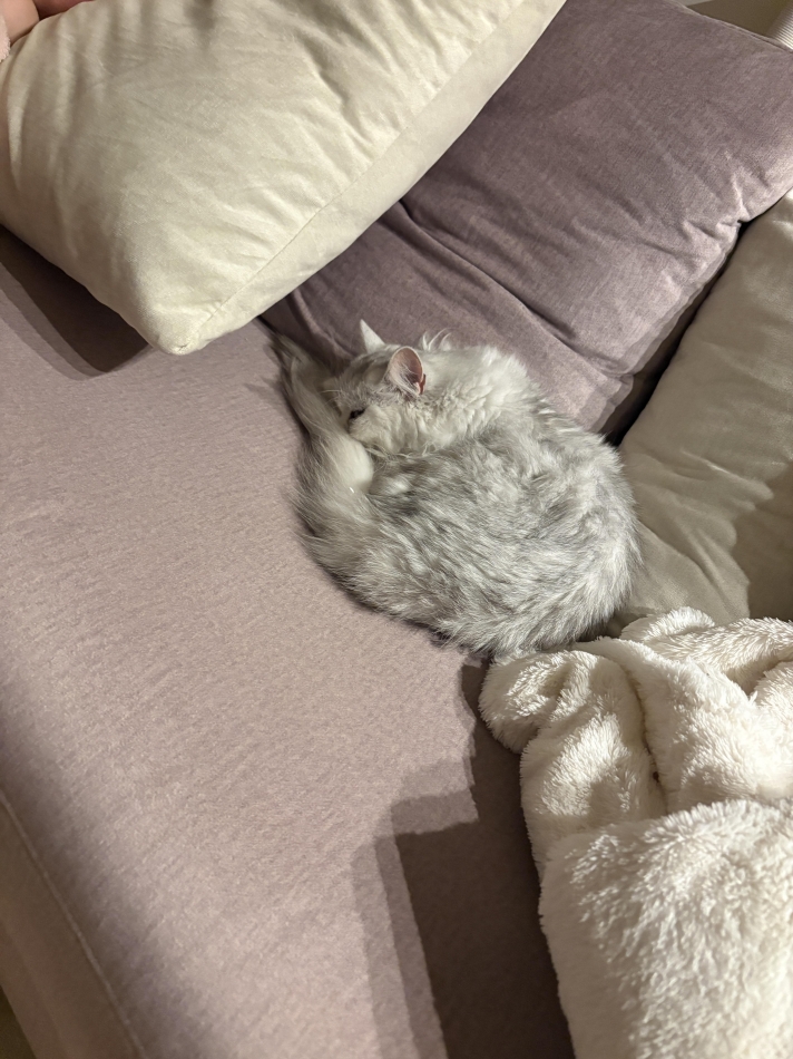 一条 葵