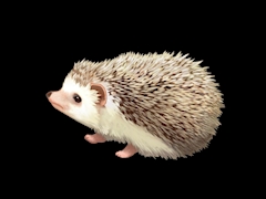 ViVid-IKB- ホットニュース 20852