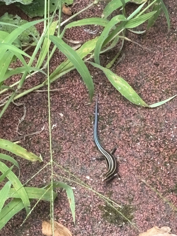 らな