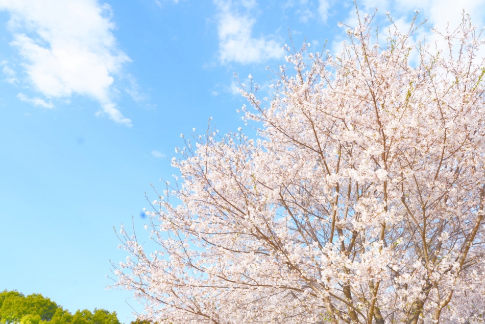 Club ALICE日記1633930