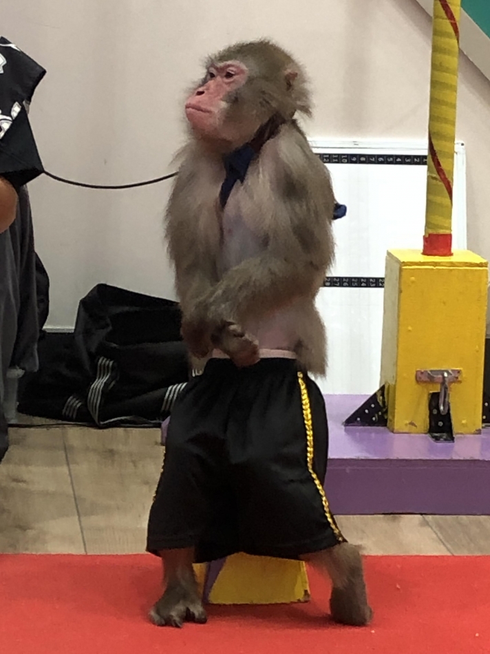 お猿さん🙈︎💕︎