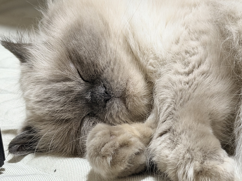 Lounge Anshu日記1522538