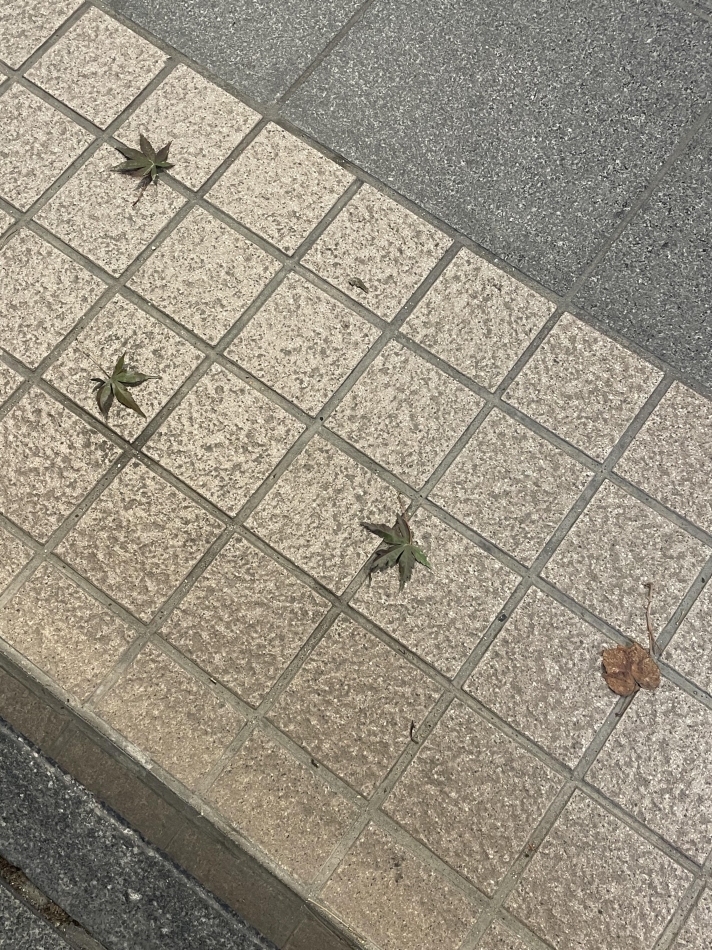 ダフネ日記1518796