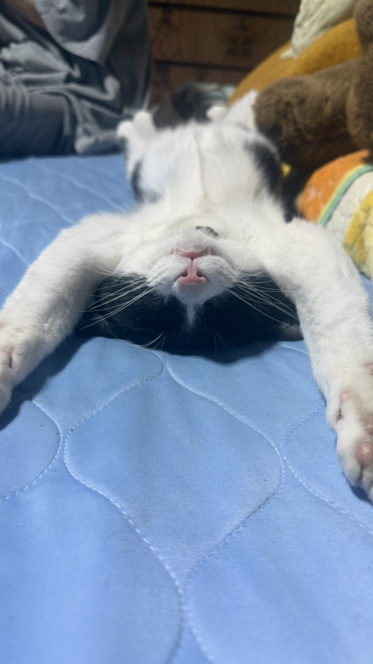 一条 葵
