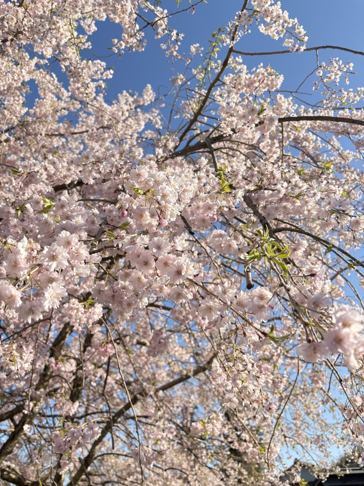 お祭り酒場 わっしょい日記1638641