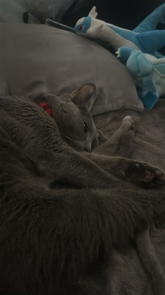 一条 葵