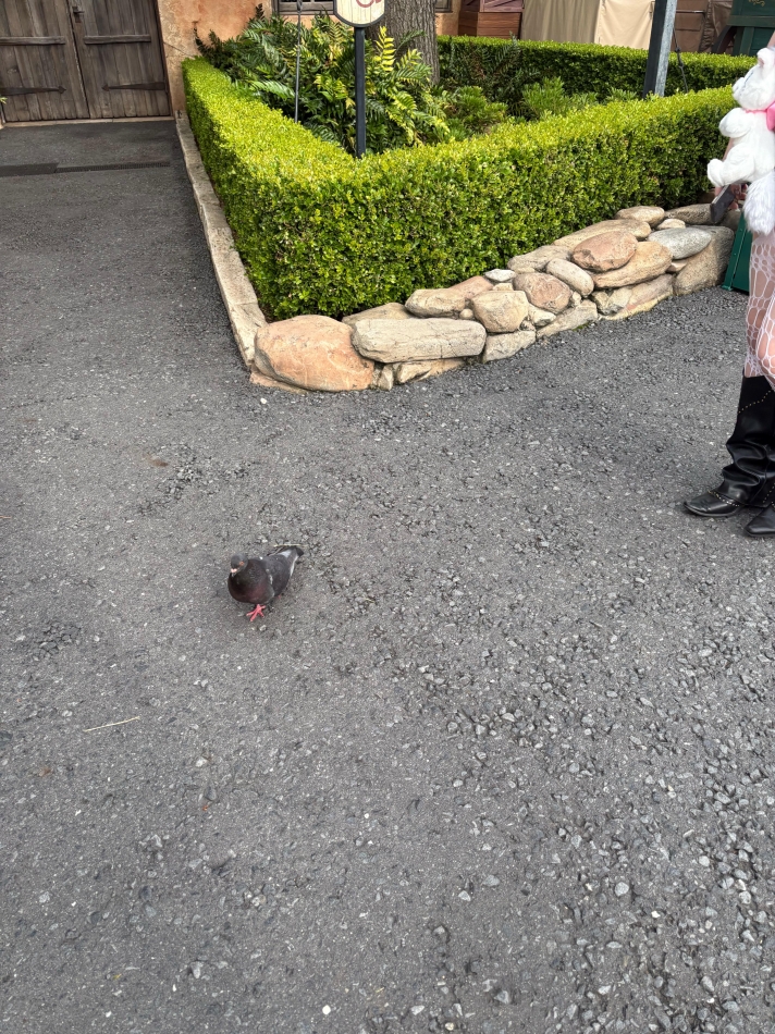 あいり