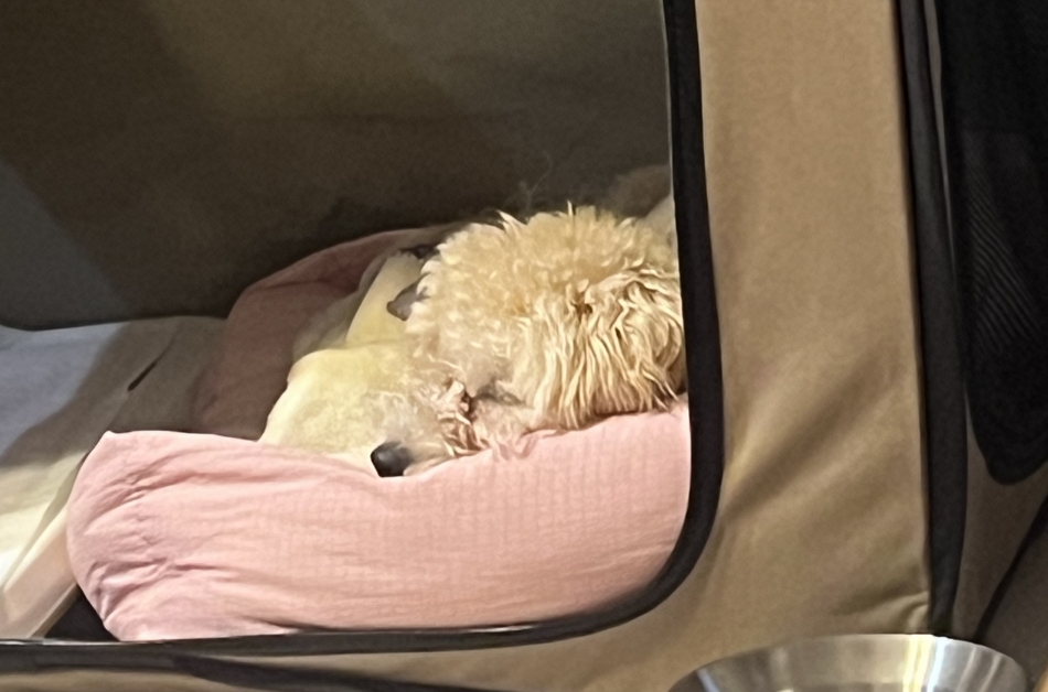 BRILLAR日記1513609