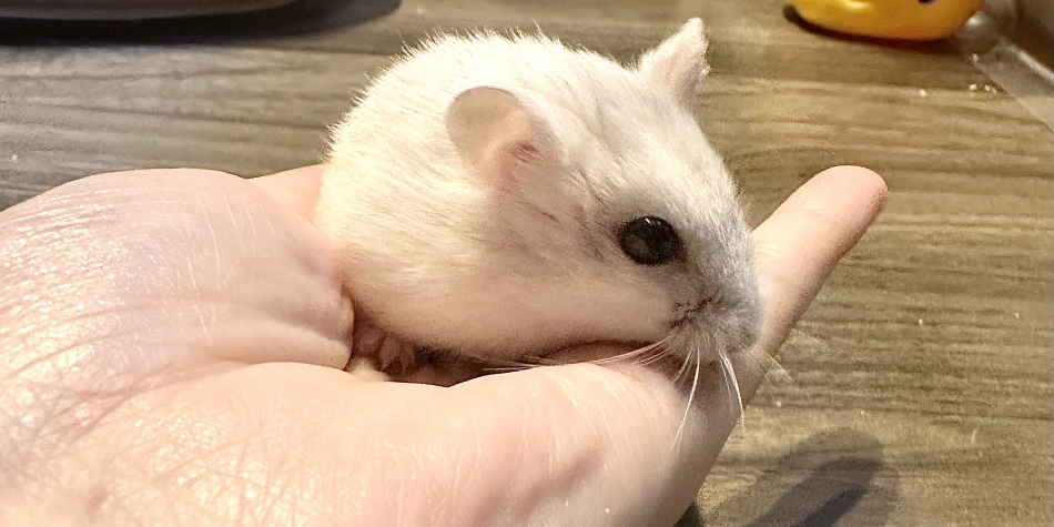 藤咲 あや