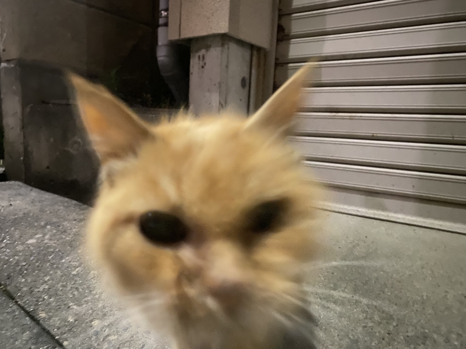 ダフネ日記1650695