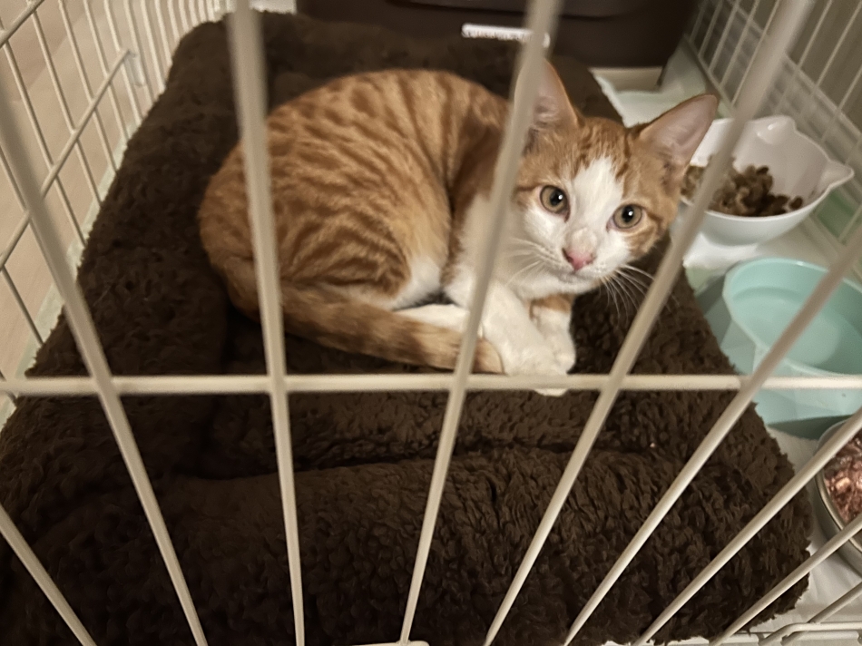 新メンバー🐱