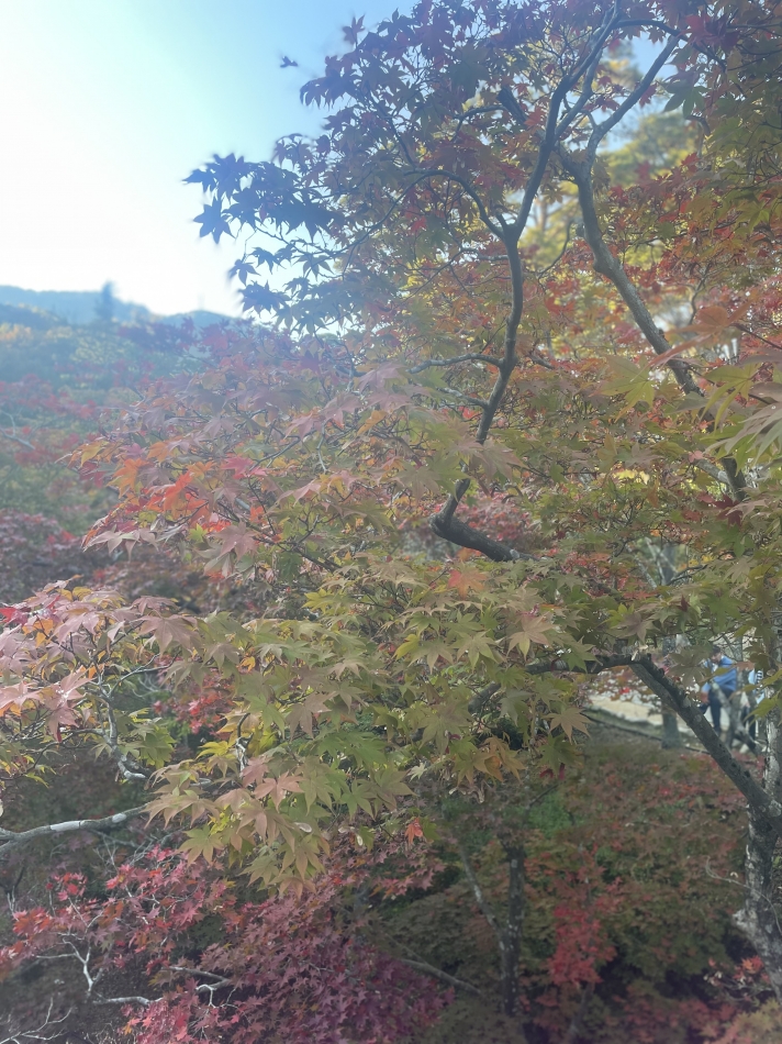 紅葉の季節だჱ̒⸝&=?ISO-2022-JP?B?I3gyRTFEOyYjeDIwMjI7JiN4MzAwOyYjeDU4QTsmI3gyMDIyOyYjeDMw? = 1;⸝⸝)♡