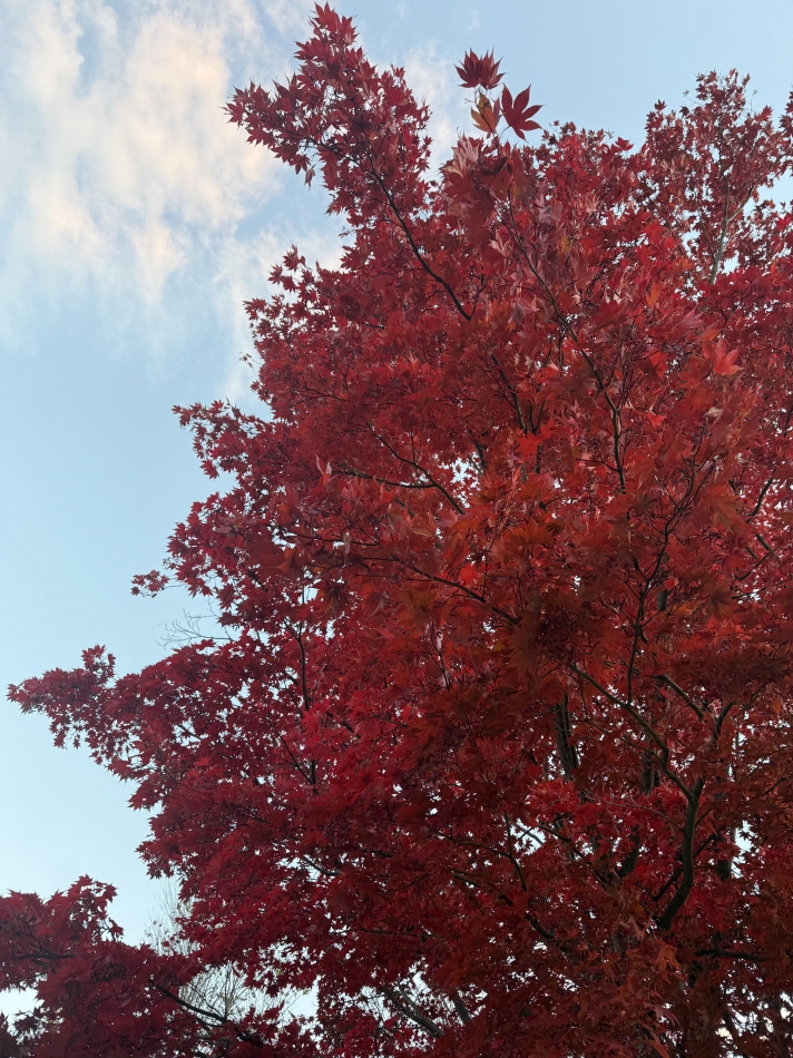 紅葉✨🍁