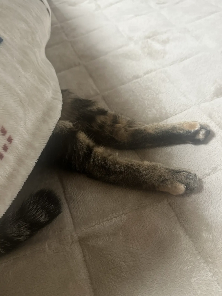 Lounge Anshu日記1533063