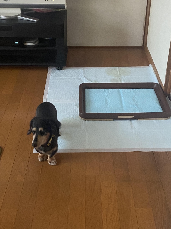 トイレの範囲広すぎなんよ笑