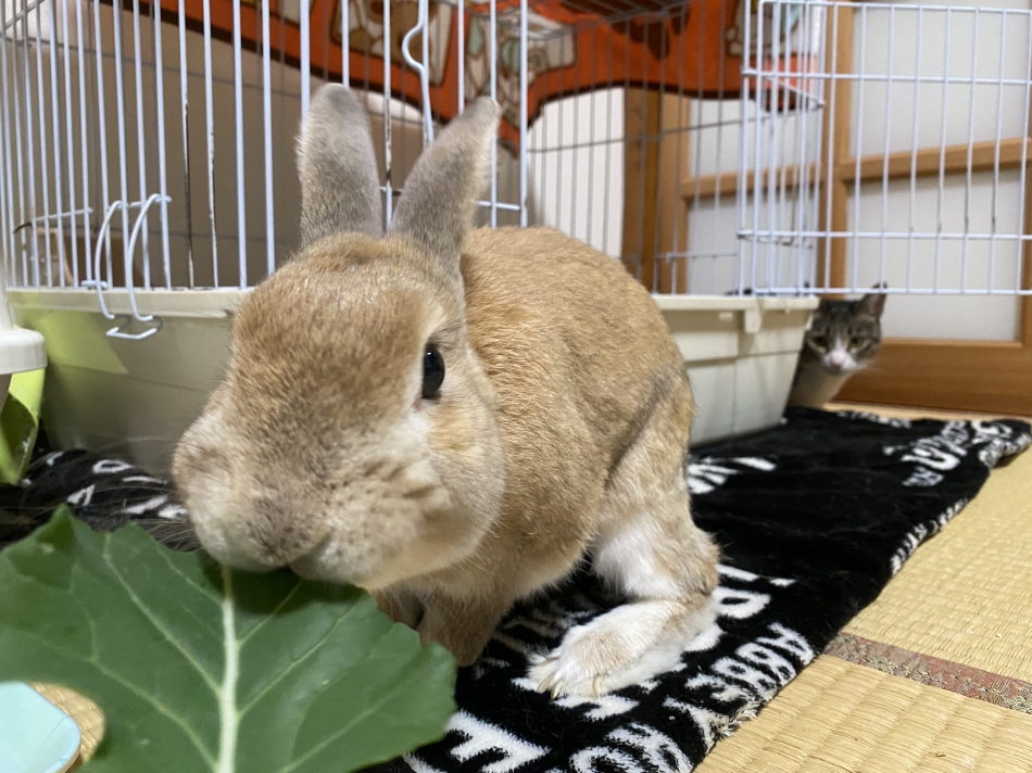 みさと