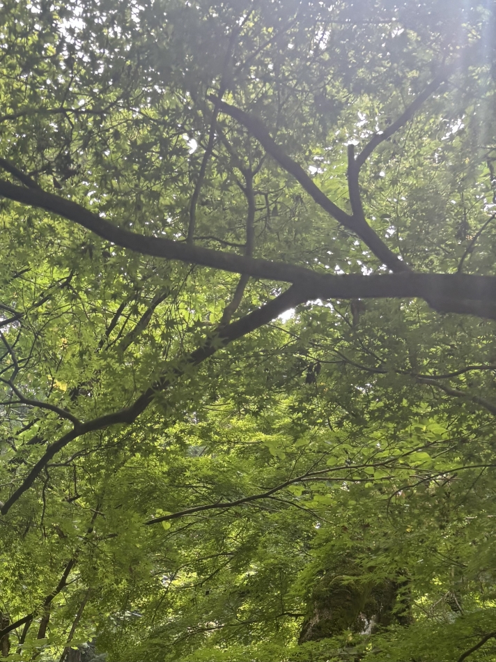 一条 葵