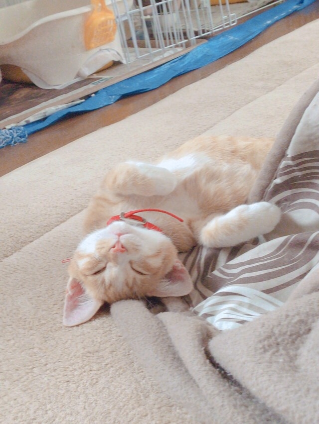 ちせ