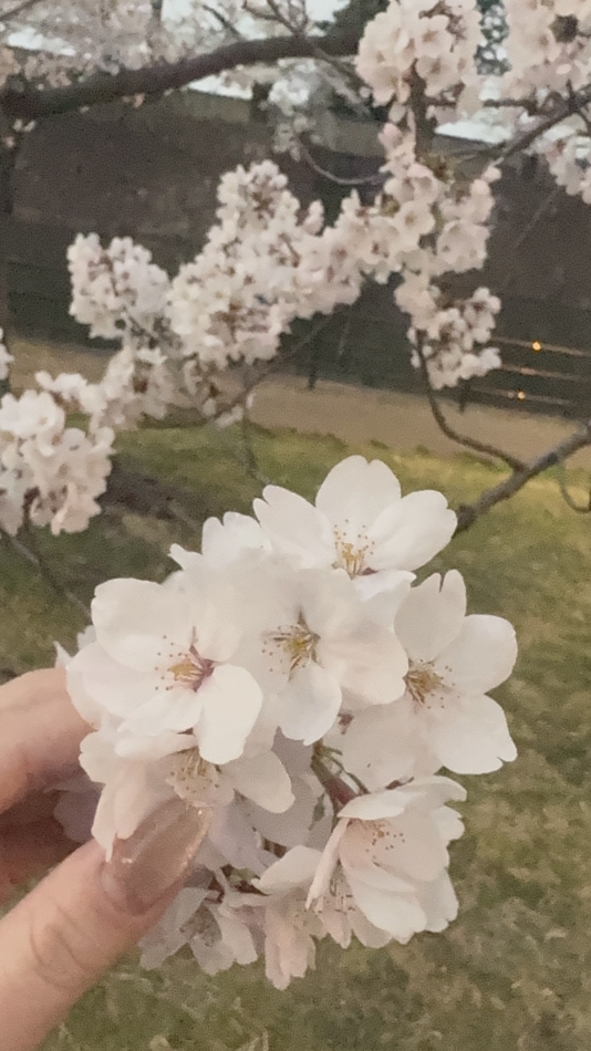 Girls Bar Philia日記1633841