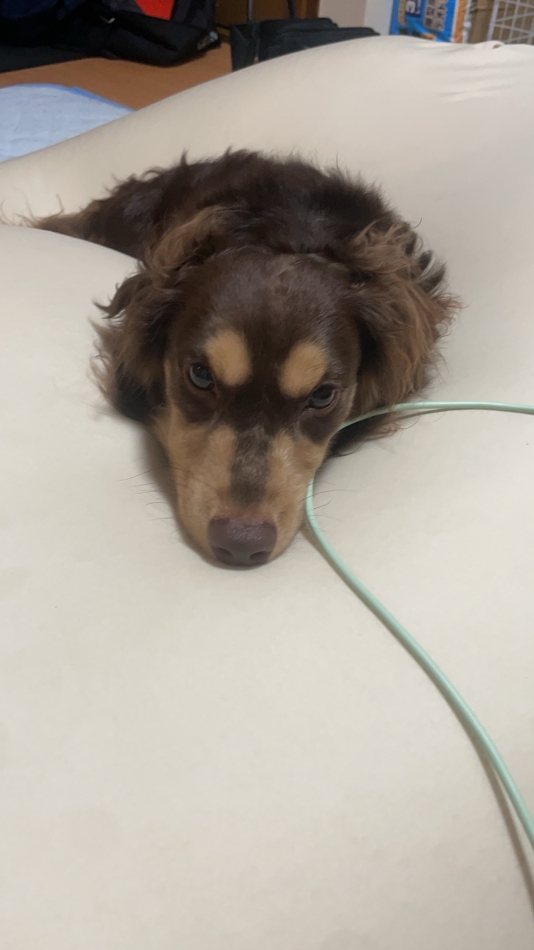 THE LOUNGE 風雅日記1541732