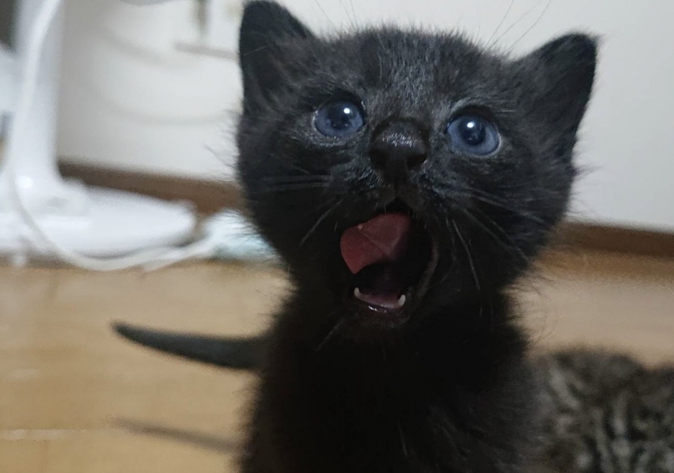 PUB AQUA日記1536271