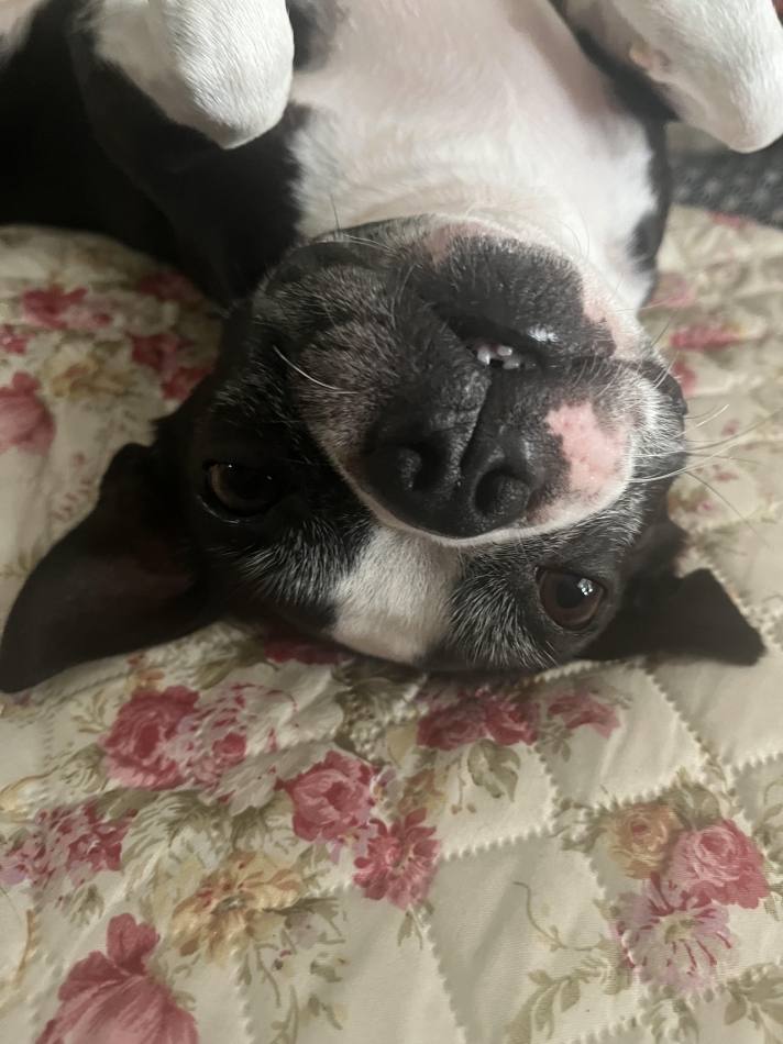 きょうのわんこ