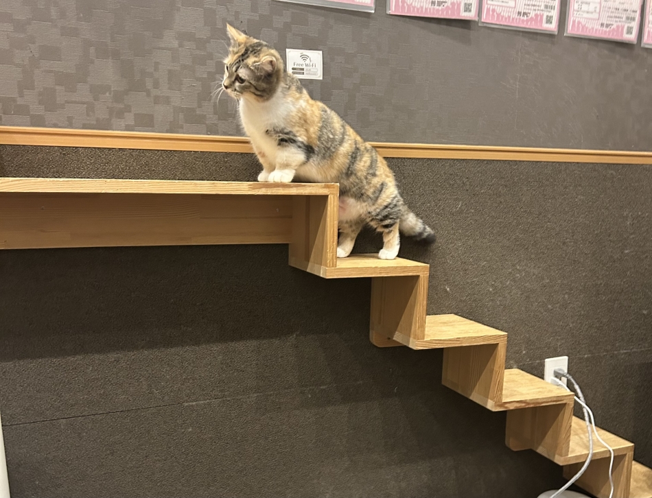 Girls Bar Philia日記1618216