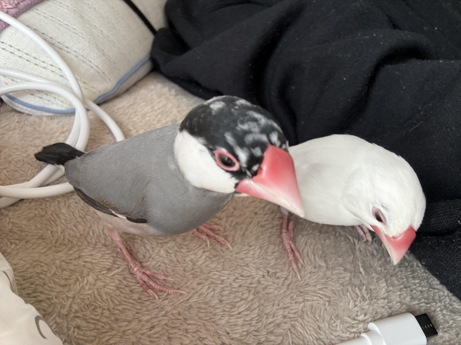 カラオケハイボールbar美人姉妹日記1621021