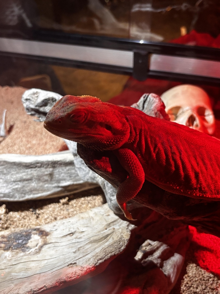 いつかのジュネ