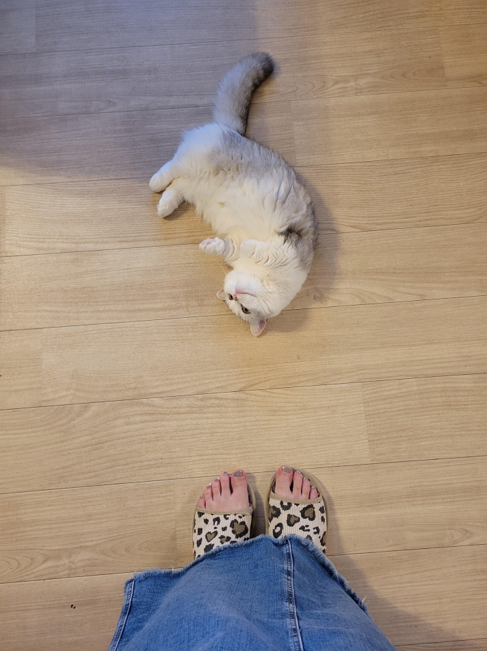 我が家の娘🐱💕