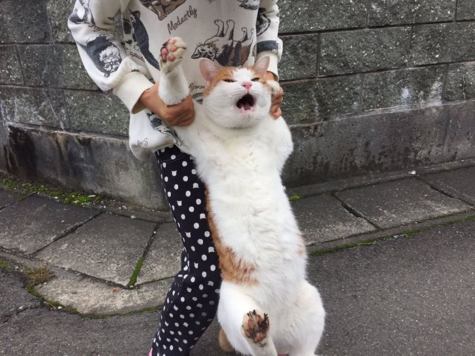 ねこ
